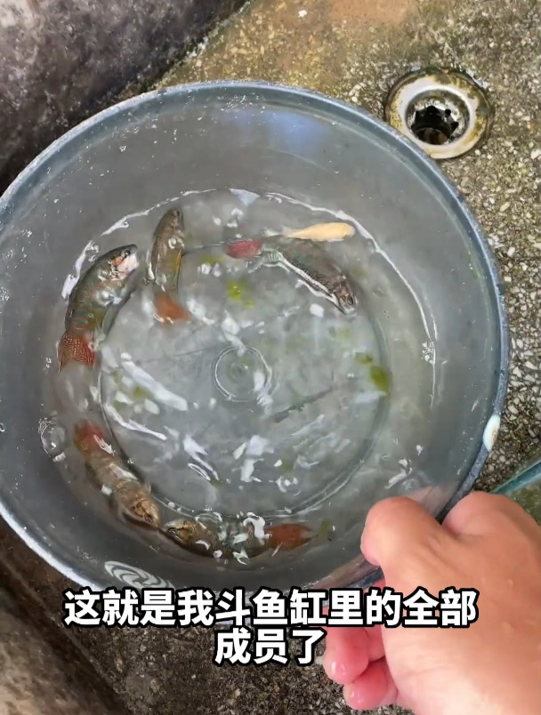 养了28天的斗鱼缸，抽干水清理，会有什么收获？
