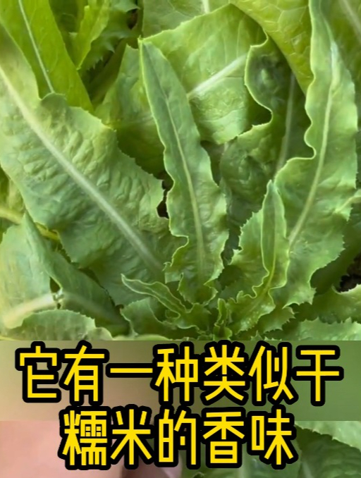 油麦菜还能掰着吃?只要做好“这一步”,无限生长摘都摘不完!