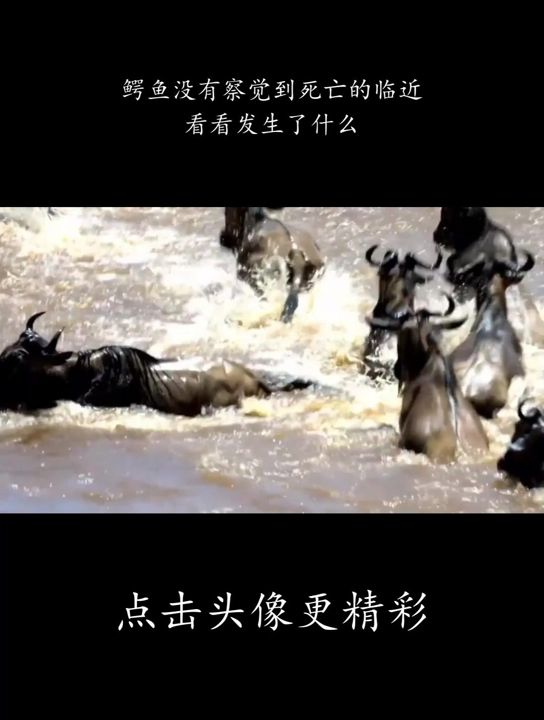 鳄鱼没有察觉到死亡的临近,看看发生了什么!