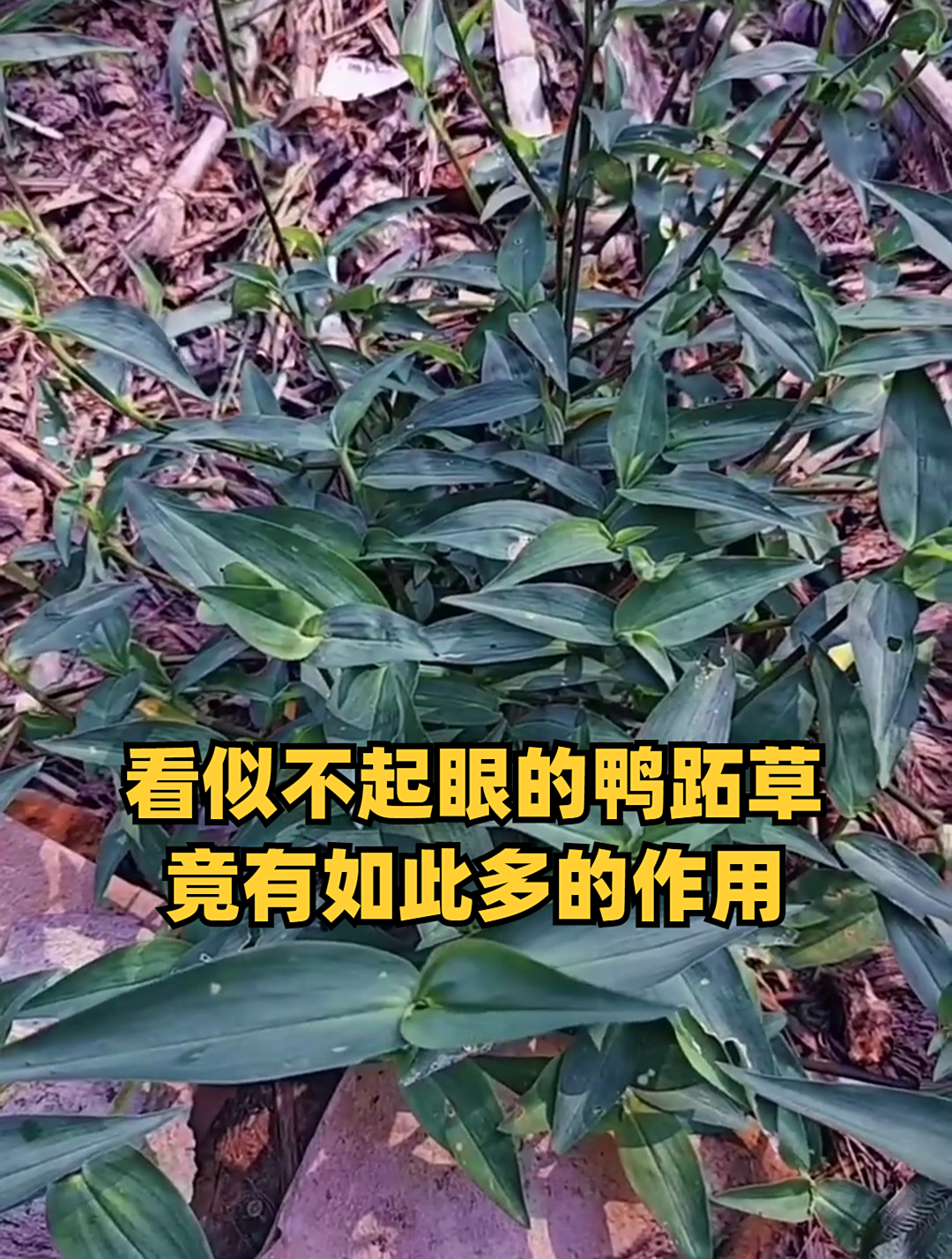 看似不起眼的鸭跖草竟有如此多的作用