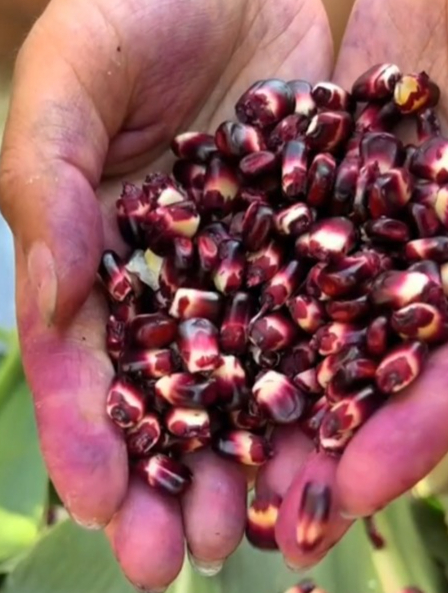 黑色玉米你见过吗?菜农已经开始大量种植,现在知道还不晚!