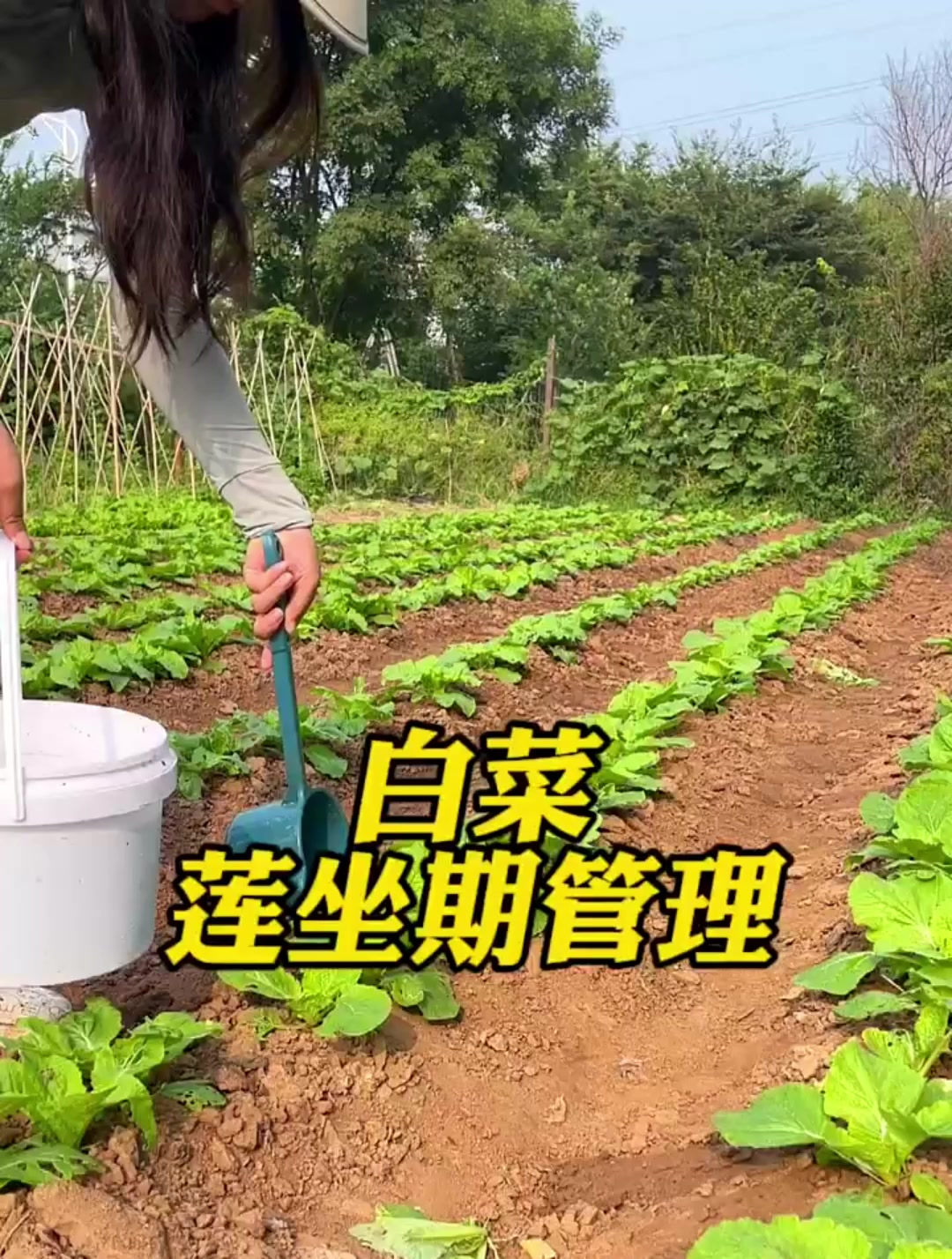 白菜莲座期是生长过程,决定一年产量,一定要及时预防好软腐病