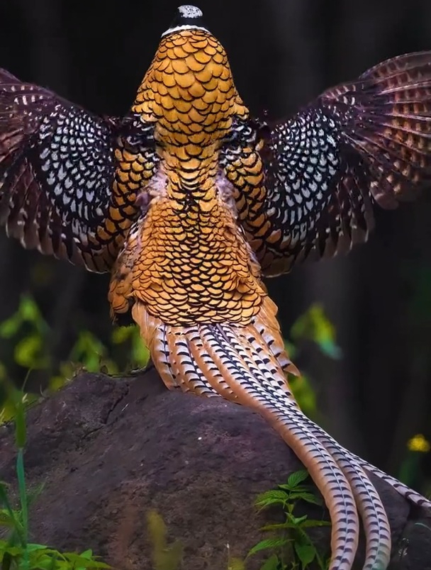 终于拍摄到了国家一级保护动物白冠长尾雉