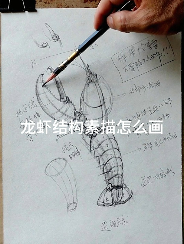 龙虾结构素描怎么画