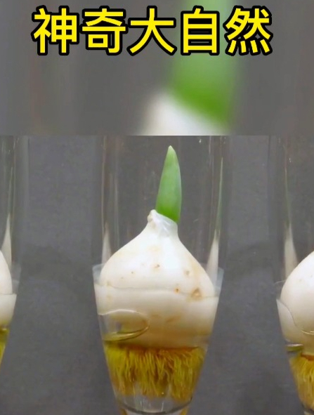 植物生长过程之郁金香