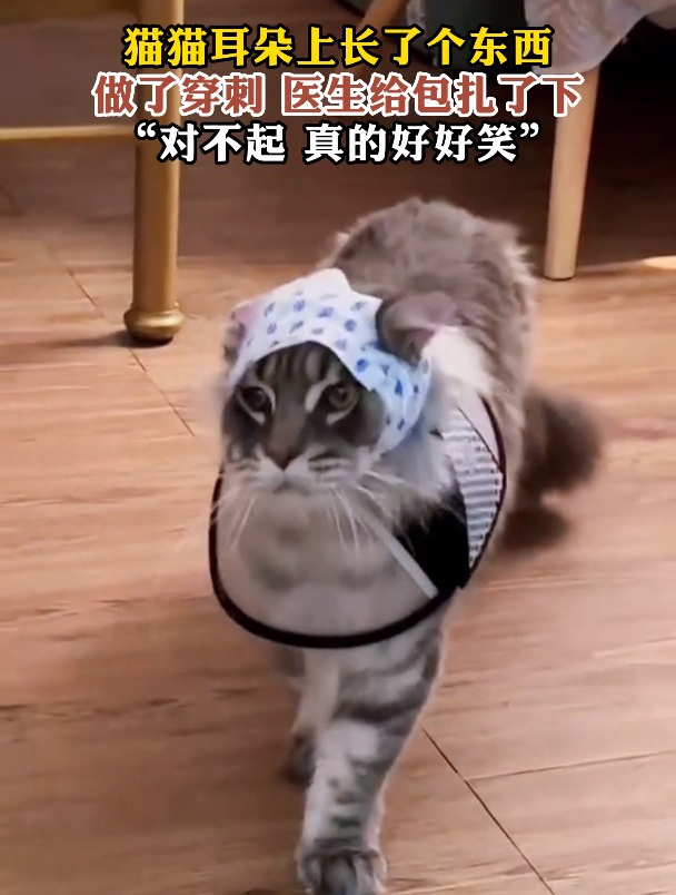 猫猫耳朵上长了个东西做了穿刺 医生给包扎了下