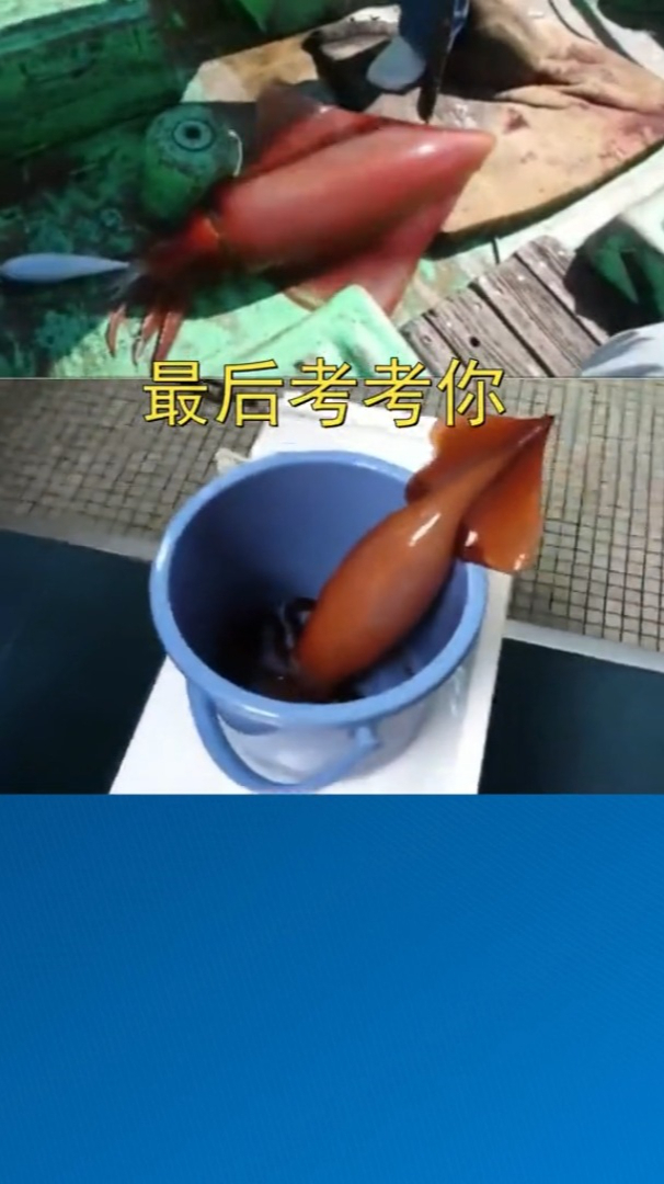 冷知识 帮你解开多年疑惑,章鱼、乌贼、鱿鱼、墨鱼到底有啥区别