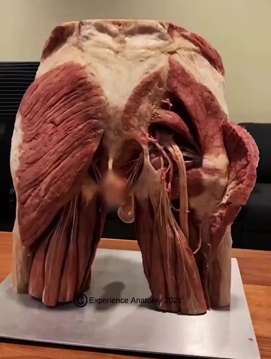 人体构造学 臀部肌肉展示