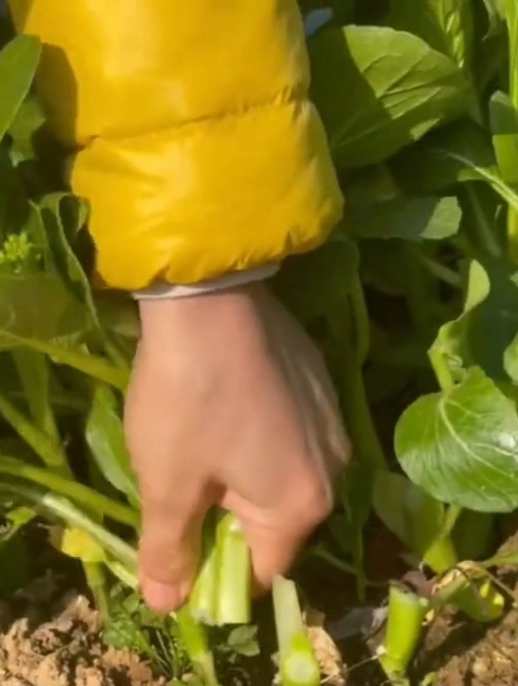 广东甜菜心又叫“四九菜心”,鲜嫩可口比肉香,口感脆嫩有点甜!