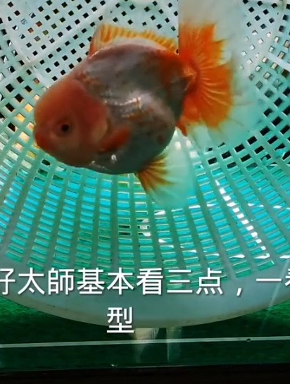 喜欢百褶裙泰狮?怎么区分泰狮的好坏,基本看这三点~