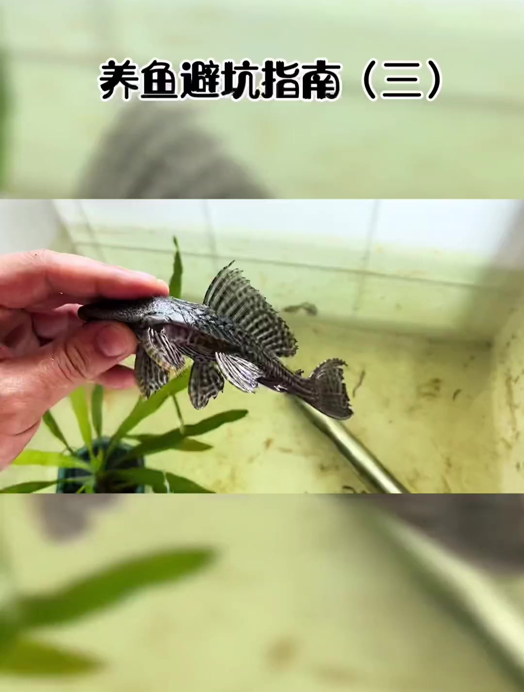 清道夫到底吃不吃鱼屎?