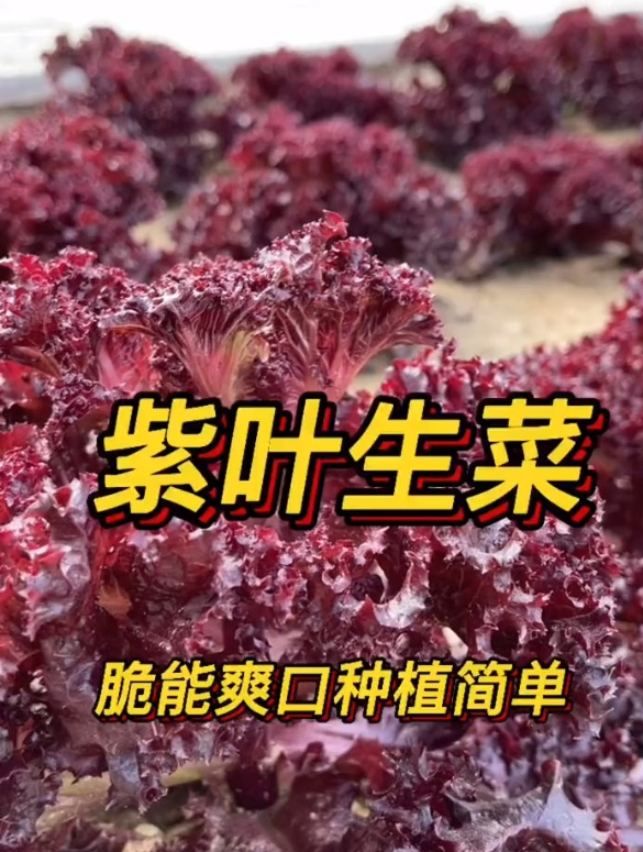 你相信这是紫叶生菜吗?不仅出苗均匀,后期长势也好!