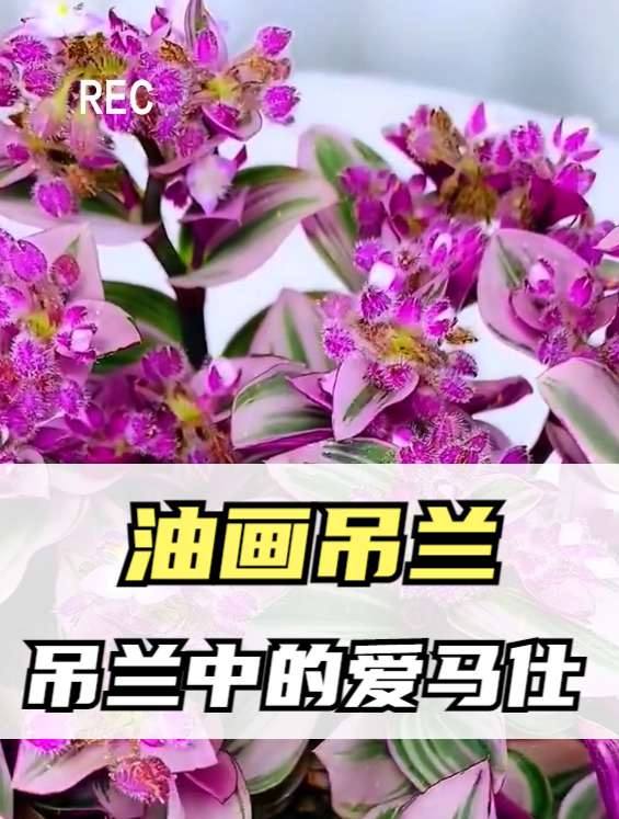 油画吊兰也称“婚礼吊兰”,是吊兰界的爱马仕,开花寓意好运连连