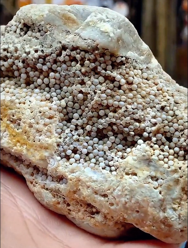 稀有鱼子化石!很难得~