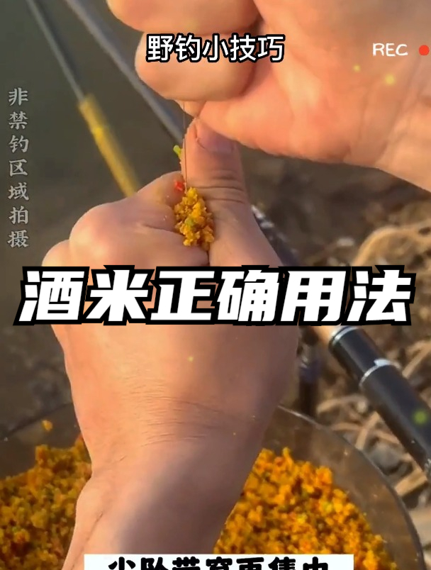 钓鲫鱼,用酒米打窝效果最好,80%的钓友没见过这种类型的酒米!