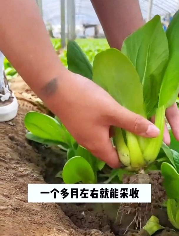 上海青该种上了,是直播还是育苗呢?