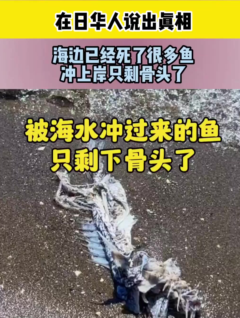 在日华人说出真相,海边已经死了很多鱼,冲上岸之后只剩骨头了!