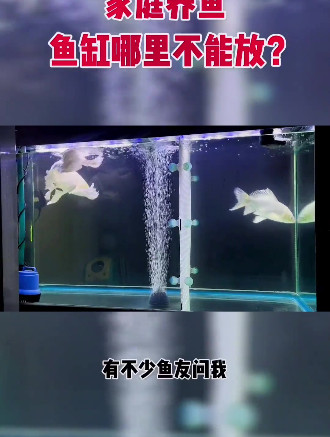 家庭养鱼,鱼缸哪些地方不能放?