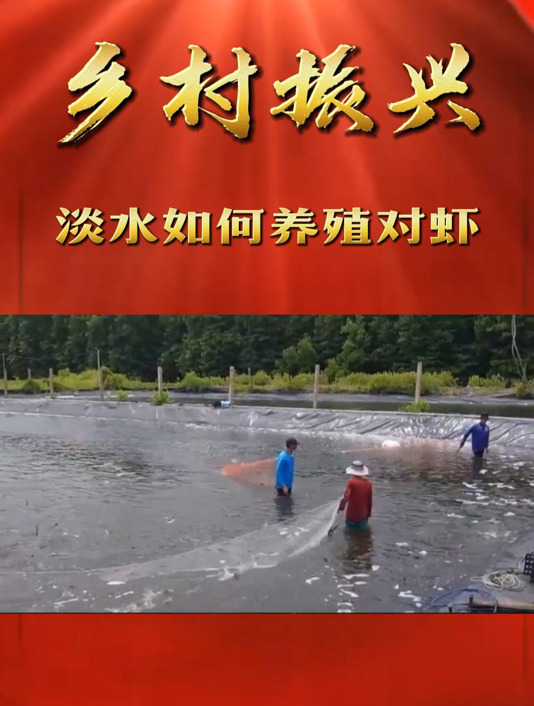 「乡村振兴」淡水如何养殖对虾