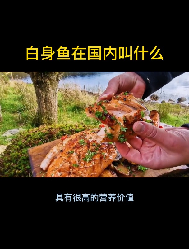 白身鱼在国内叫什么