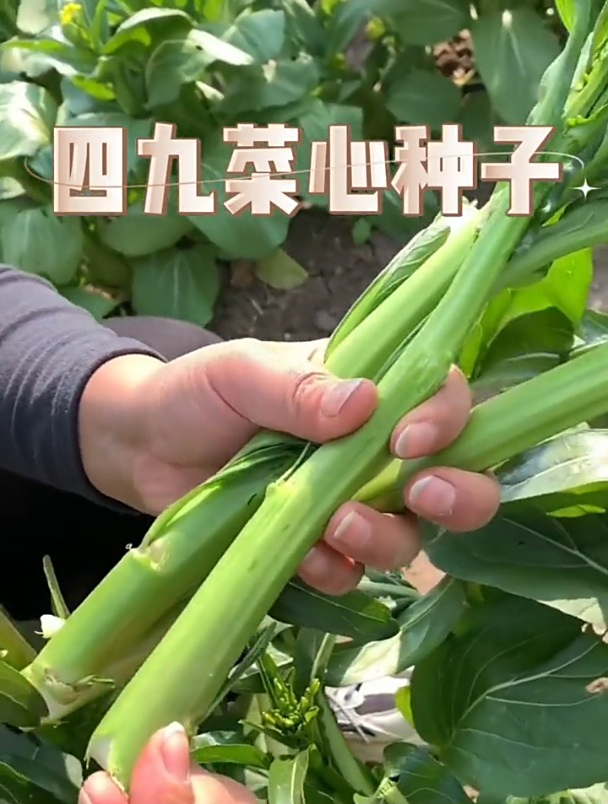 菜心甜甜脆脆,还能多茬采,四九菜心四季都能种植!