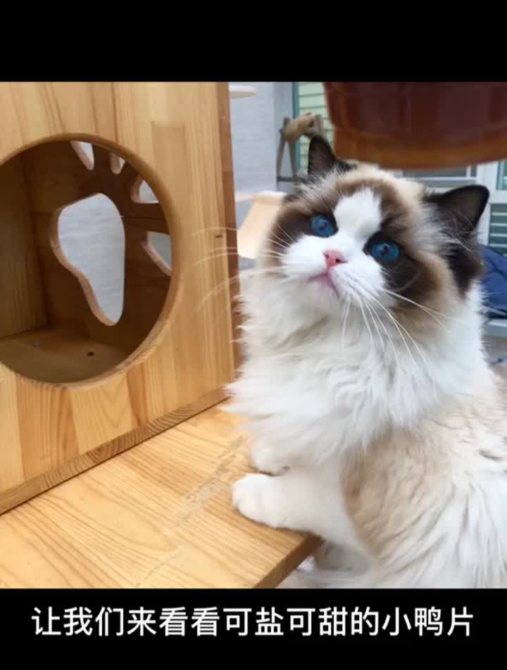欣赏一下我家种母的颜值,大家猜一猜她多少米