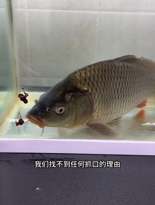 传统鱼钩VS李火明鱼钩有什么区别?为啥说鱼只要吸入就吐不出来?