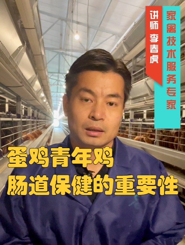 蛋鸡青年鸡肠道保健的重要性