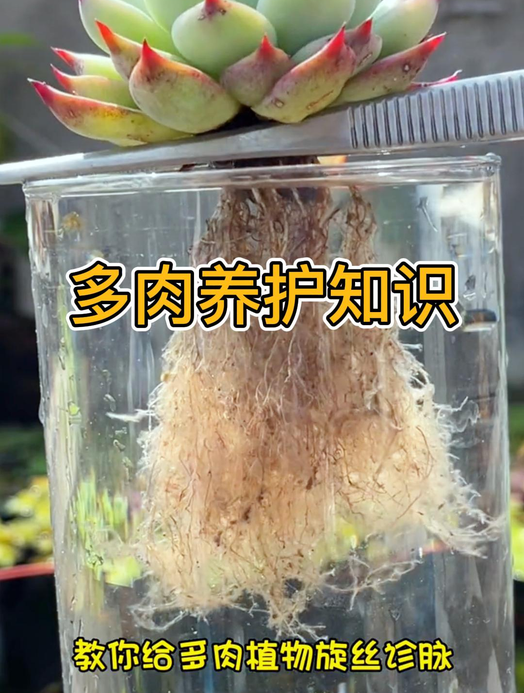 很多小白误认为多肉好养,掌握不好“浇水”方式,养一盆死一盆!