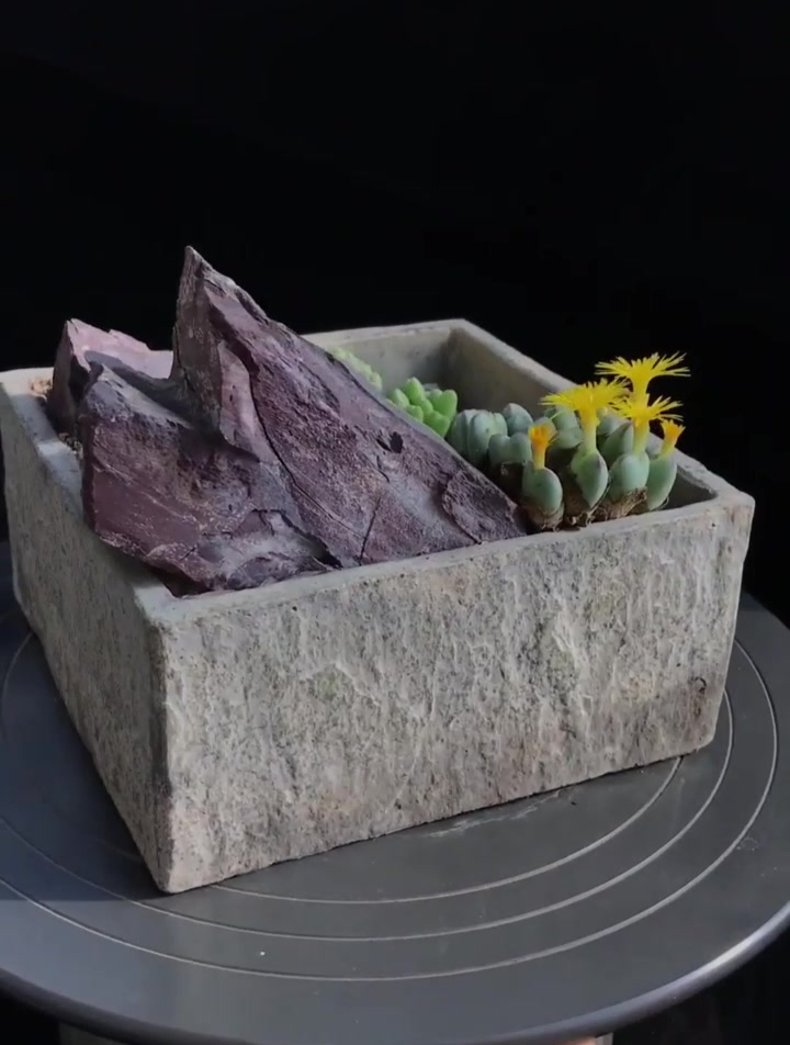 做自己喜欢的事 多肉原生态造景