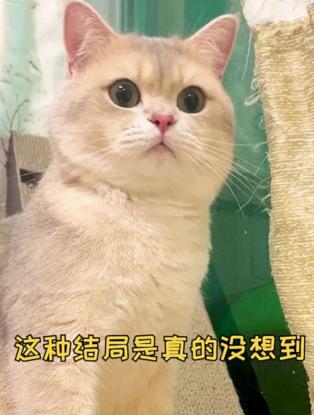 这条尾巴帮我开的门吗