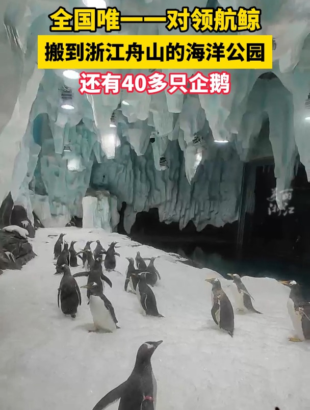 全国唯一一对领航鲸,搬到浙江舟山的海洋公园啦!还有40多只企鹅~