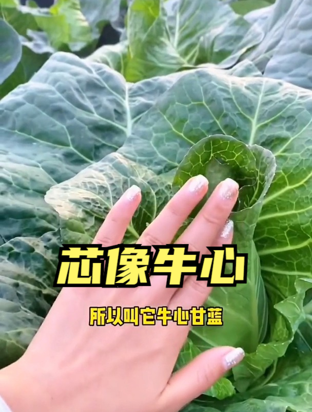 牛心甘蓝因长得像牛心的形状而得此名 ,是甘蓝中特别好种的品种