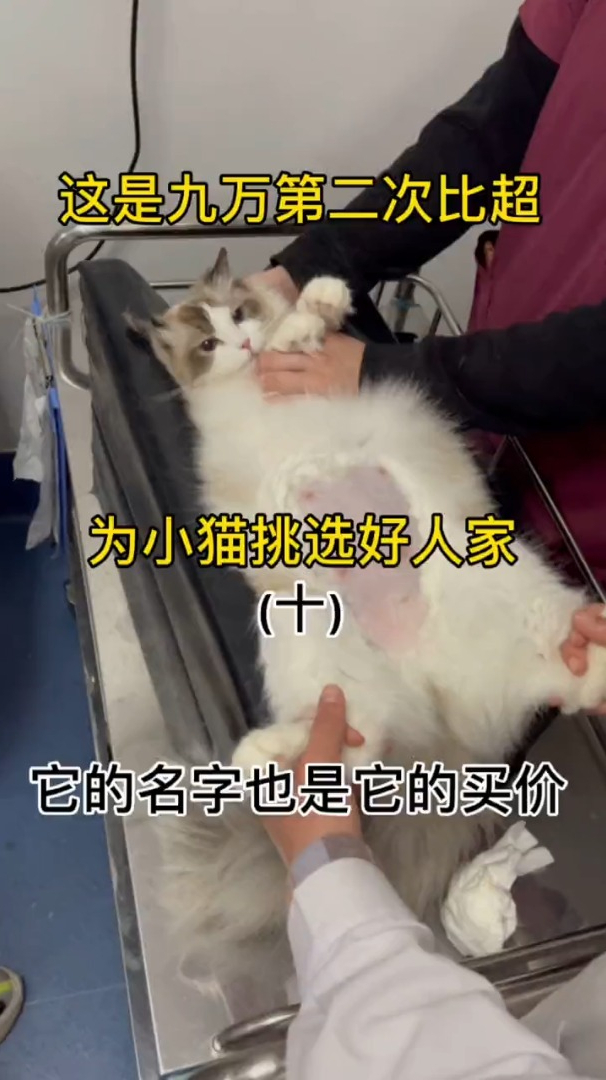 来给小猫起个有意义的名字吧