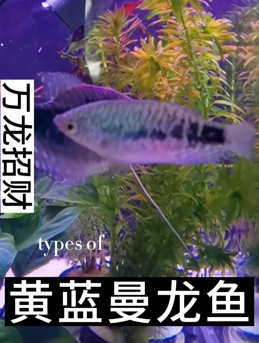 曼龙鱼较为温顺,它一般可以与月光鱼、黑裙鱼等中层鱼一起养