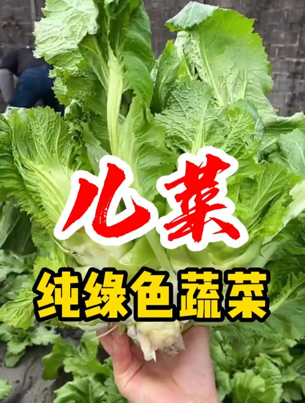 四川人叫它“儿菜”,比生菜口感脆,农人:这不就是娃娃菜吗?