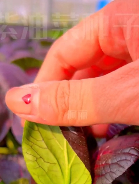 不要再种普通的油菜了,试试这个“紫油菜”,含丰富的花青素!
