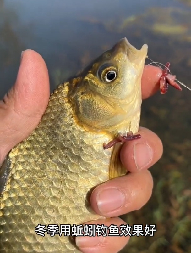 蚯蚓钓鱼虽好,但并不是挂上就行,老钓鱼示范正确挂钩方法!