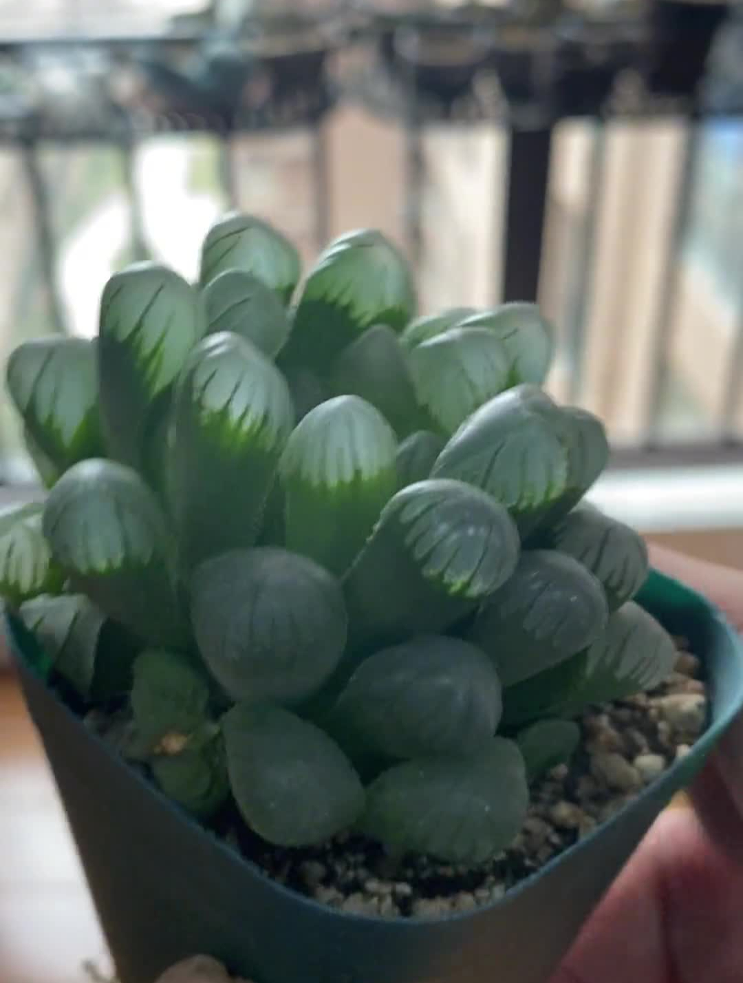 姬玉露多肉。柚子奶奶老花匠欧阳