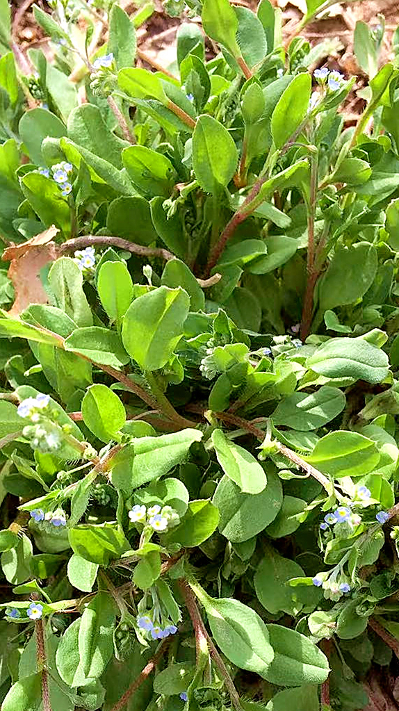 农村野菜附地菜,又叫鸡肠草,自带黄瓜清香,随手一拌,真鲜美!