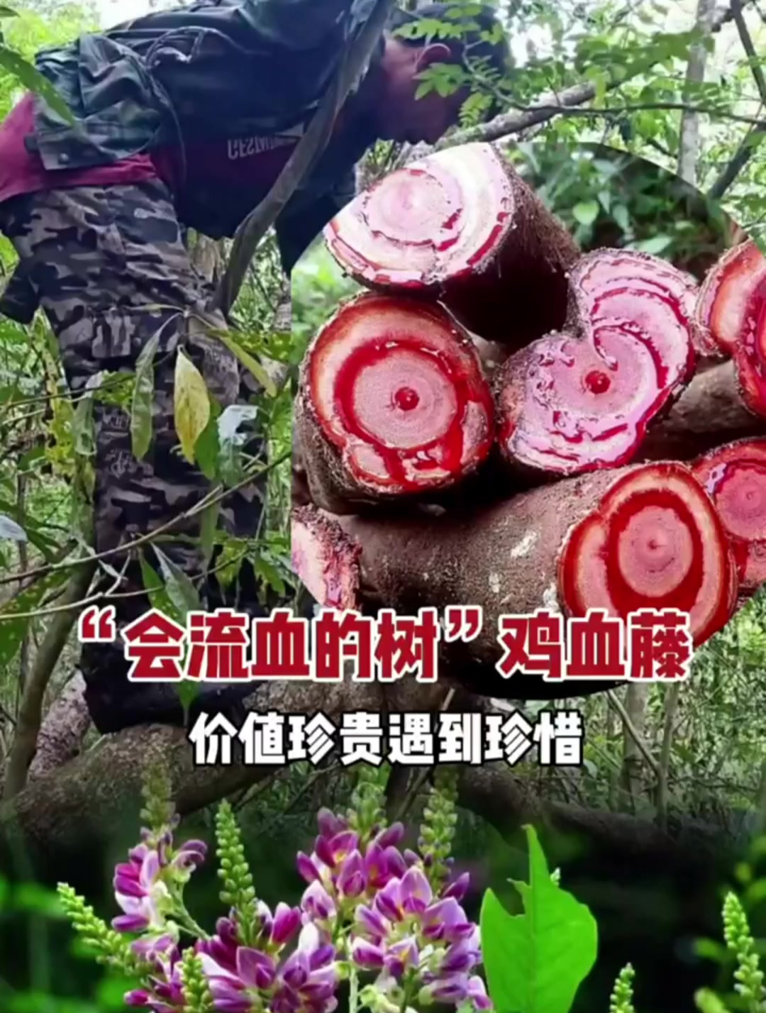 鸡血藤:南方山里很常见的植物,价值挺珍贵的