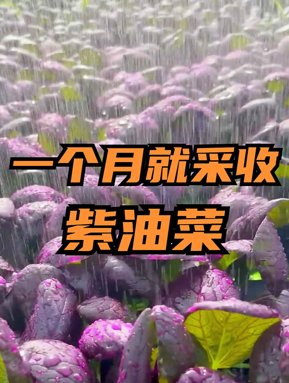 这种紫色小油菜你吃过吗?富含花青素,从种到收只需一个月