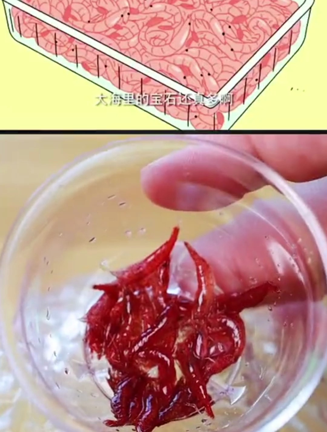 动漫美食:樱花虾,为什么他的樱花虾这么大而我买的这么迷你