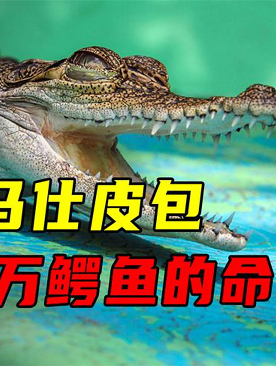 至少得在爱马仕消费多少?才能定做这只“白鳄鱼皮包”:高攀不起