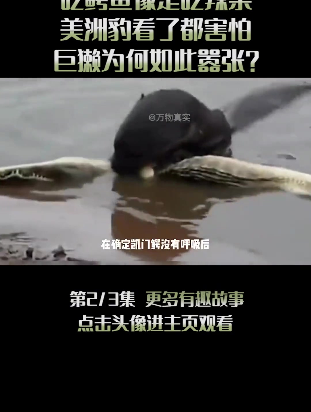 一口一条食人鱼,吃鳄鱼像是吃辣条(2)