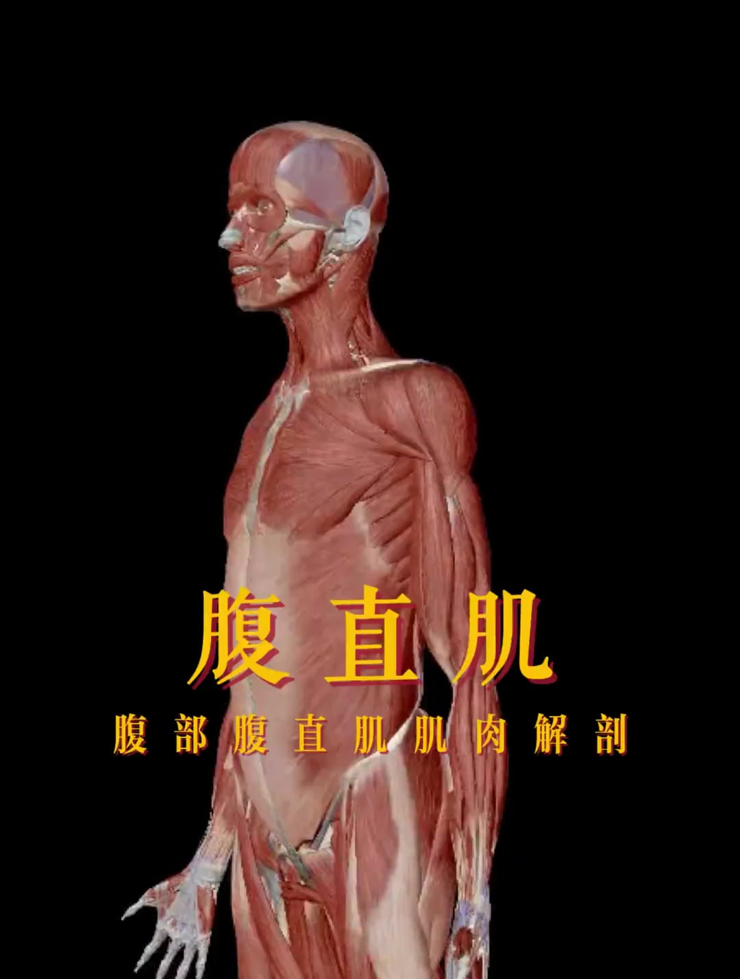 腹直肌的肌肉解剖