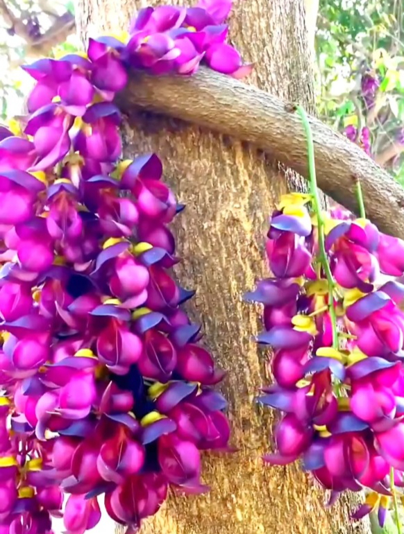禾雀花,油麻藤,中草药