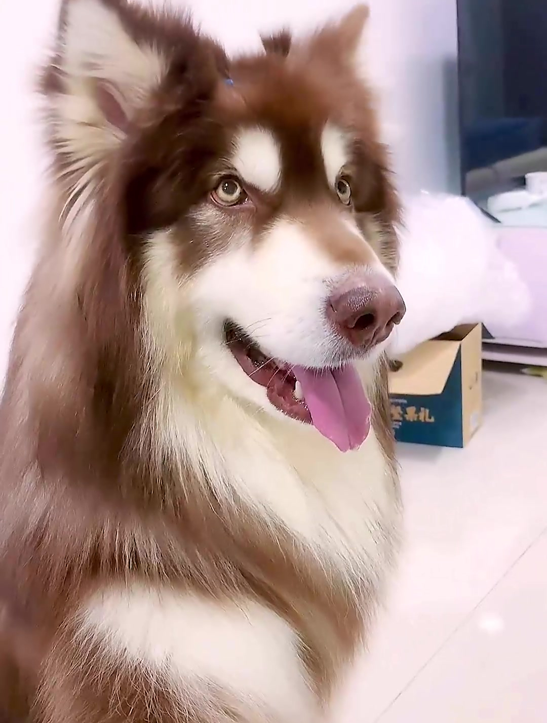 你看我们袋哥扎你的双丸子头可爱吗?