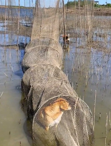 扑渔网里进了3只小狗,谁家好狗往这里窜啊