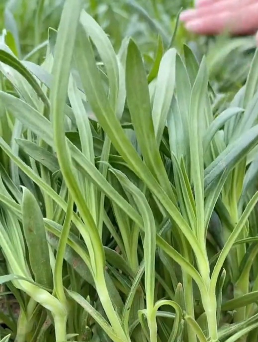 长得像面条的野菜,几粒种子就能长一大片,蒸着吃简直童年美味!